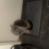 Foto de gato encontrado en Strasbourg