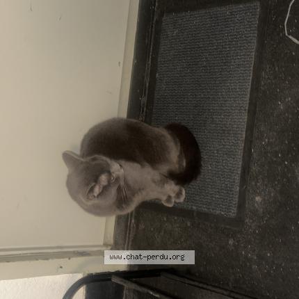 Foto 1/1 Gato encontrado Encontrado en Strasbourg