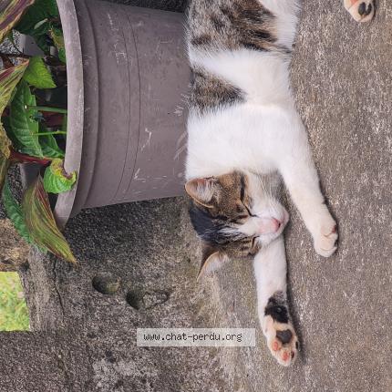 Foto 1/1 Masha Chat perdido en Bourg les valence