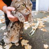 Foto de gato encontrado en Paris