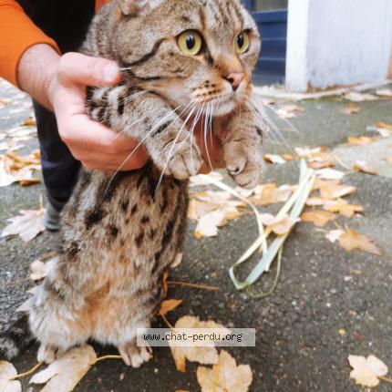 Foto 1/1 Gato encontrado Encontrado en Paris