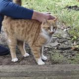 Foto de gato encontrado en Annequin