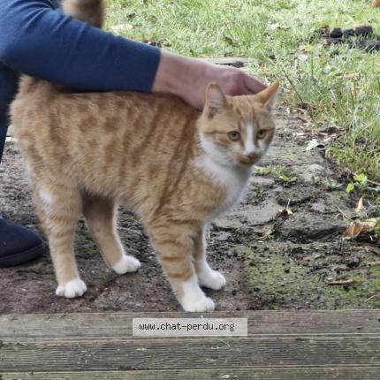 Foto 1/1 Gato encontrado Encontrado en Annequin