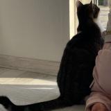 Foto del gato perdido en Saint Aubin Des Preaux