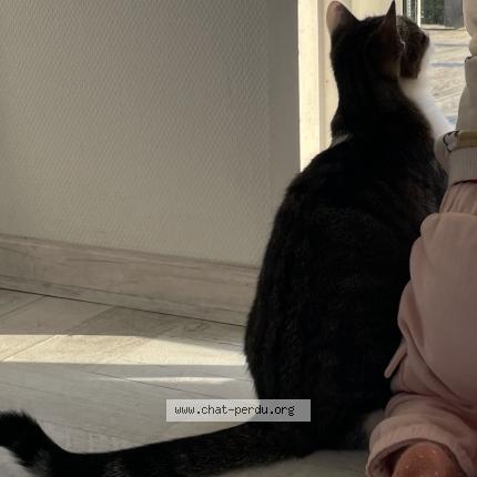 Foto 1/1 Lily Chat perdido en Saint aubin des preaux