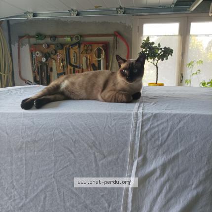 Foto 1/1 Yoda Chat perdido en Colayrac st cirq