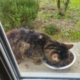 Foto de gato encontrado en Les Peintures