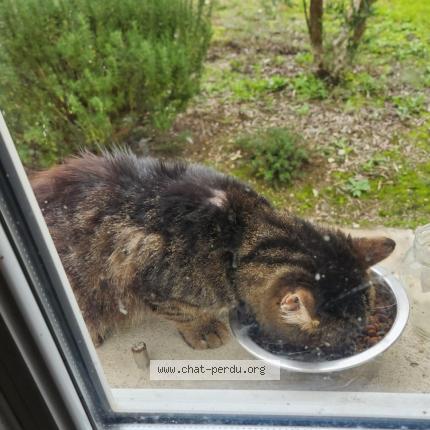 Foto 1/3 Gato encontrado Encontrado en Les peintures