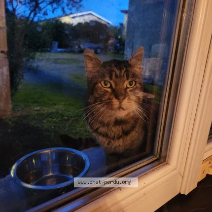 Foto 2/3 Gato encontrado Encontrado en Les peintures