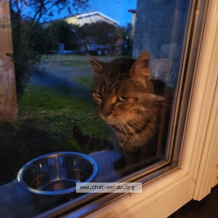 Foto 3/3 Gato encontrado Encontrado en Les peintures