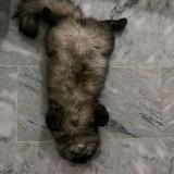 Foto del gato perdido en Dera Ghazi Khan