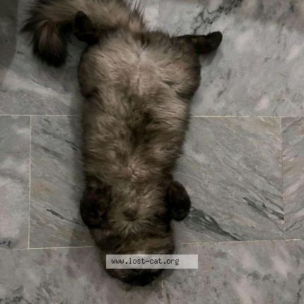 Foto 1/1 Larry Chat perdido en Dera ghazi khan