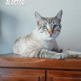 Foto del gato perdido en Caldwell