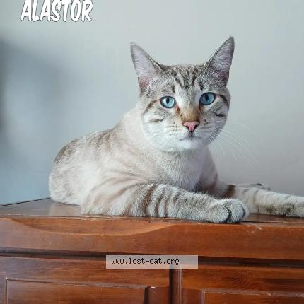 Foto 1/1 Alastor Chat perdido en Caldwell