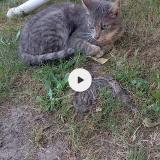 Foto del gato perdido en St Just Malmont