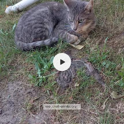 Foto 1/1 Grizzou Chat perdido en St just malmont