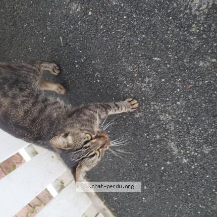 Foto 1/1 Gato encontrado Encontrado en Issoudun