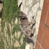 Foto de gato encontrado en Balma