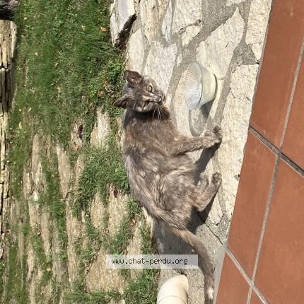 Foto 1/1 Gato encontrado Encontrado en Balma