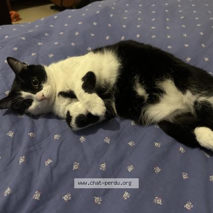 Foto 1/1 Mahou Chat perdido en Pleumeur bodou