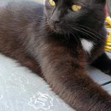 Foto del gato perdido en Huy