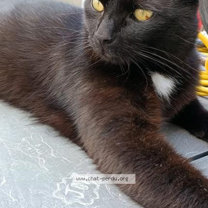 Foto 1/1 Zacka Chat perdido en Huy