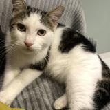 Foto del gato perdido en Coueron