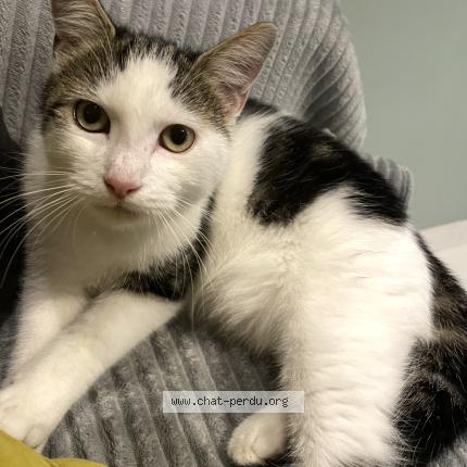 Foto 1/1 Yuki Chat perdido en Coueron