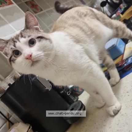 Foto 1/1 Kovu Chat perdido en Marseille