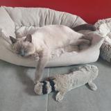 Foto del gato perdido en Aussevielle