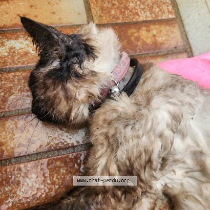 Foto 1/1 Gato encontrado Encontrado en Toulon