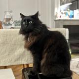 Foto del gato perdido en Paris