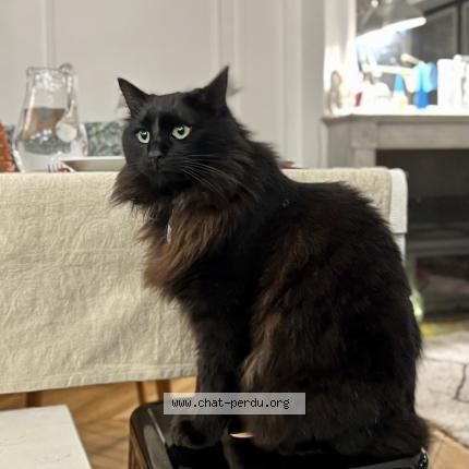 Foto 1/1 Omega Chat perdido en Paris