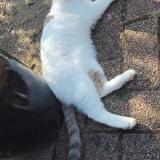 Foto del gato perdido en Aubers