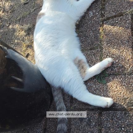 Foto 1/1 Mouchette Chat perdido en Aubers