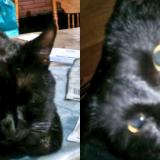 Foto del gato perdido en San Diego