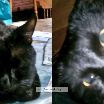 Foto 1/1 Niko Chat perdido en San diego