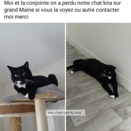 Foto 1/1 Kira Chat perdido en Angers