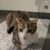 Foto del gato perdido en Joze