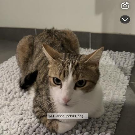 Foto 1/1 Alvin Chat perdido en Joze