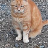 Foto del gato perdido en St Remy La Varenne