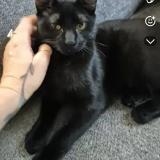 Foto del gato perdido en Marseille