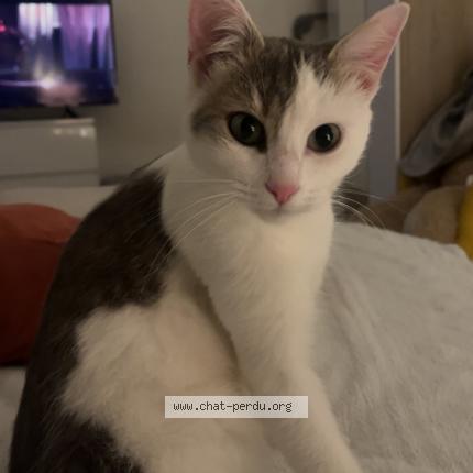 Foto 1/1 Mylo Chat perdido en Saint brieuc