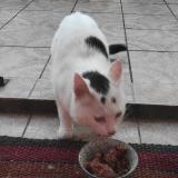 Foto del gato perdido en Livry