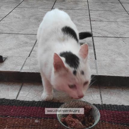 Foto 1/1 Wakiza Chat perdido en Livry