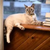 Foto del gato perdido en Phoenix