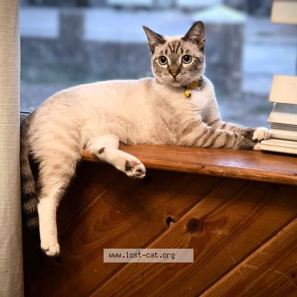 Foto 1/1 Anby Chat perdido en Phoenix