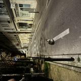 Foto de gato encontrado en Paris