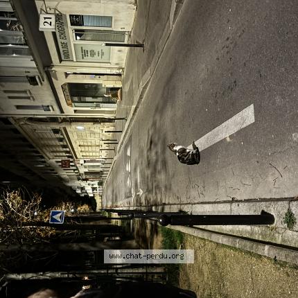 Foto 1/1 Gato encontrado Encontrado en Paris