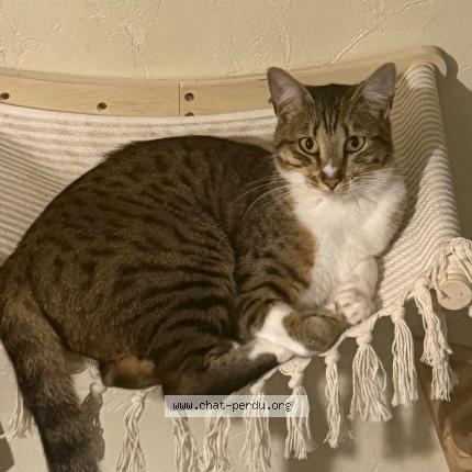 Foto 1/1 ARYA Chat perdido en Mesnil sur l estree